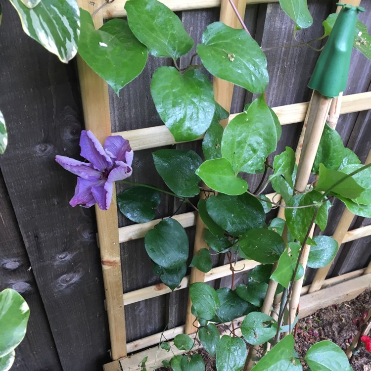 Plant image Clematis 'Happy Anniversary'