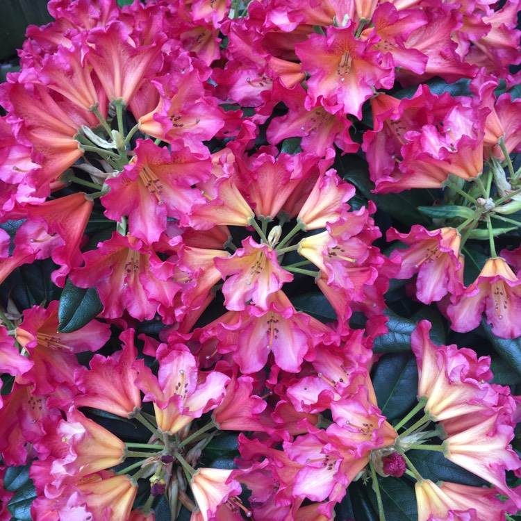 Plant image Rhododendron 'Golden Gate'