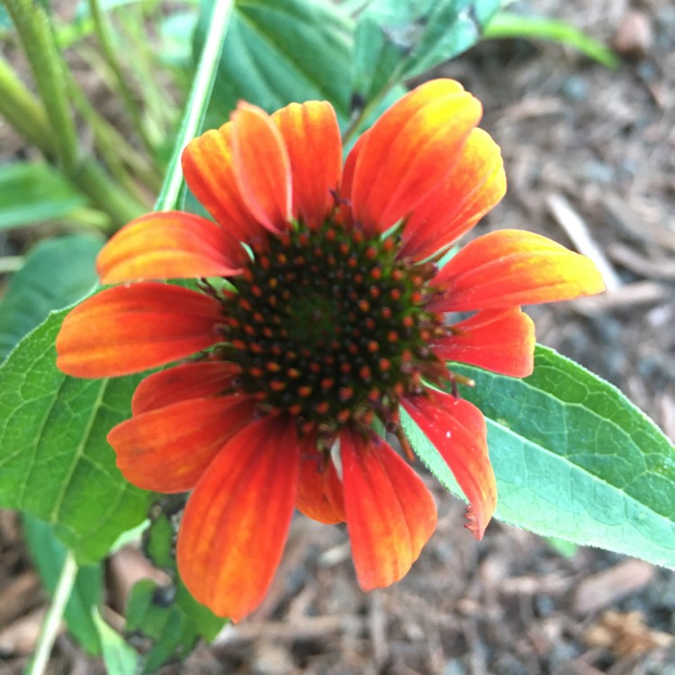 Plant image Echinacea 'Cheyenne Spirit' (Orange)