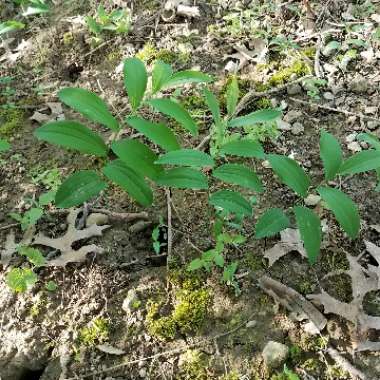 Polygonatum multiflorum