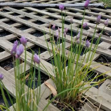 Allium tuberosum