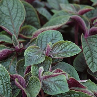 Plant image Plectranthus ambiguus 'Nico'