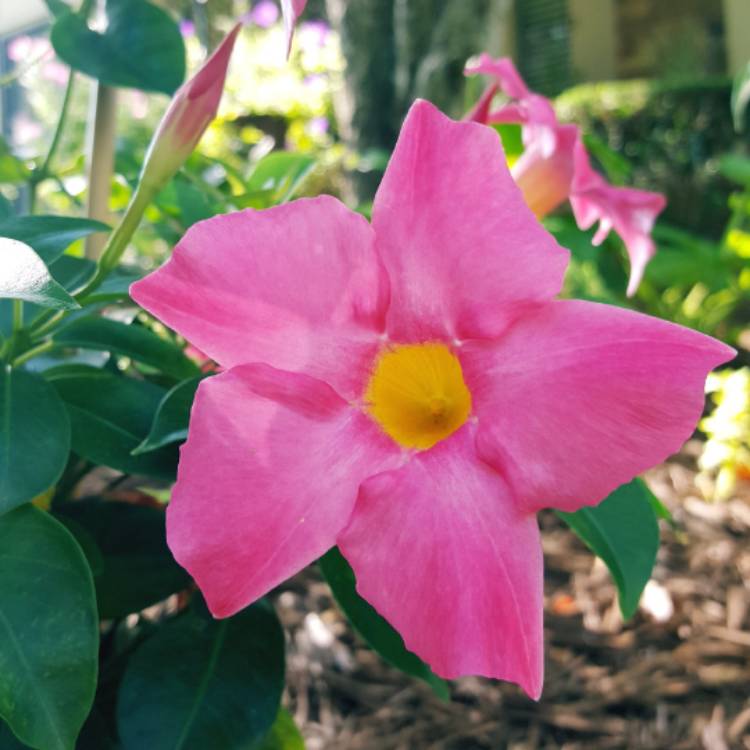 Plant image Mandevilla 'Sunparaprero' syn. Mandevilla 'Sun Parasol Pretty Pink', Mandevilla 'Sundaville Pretty Rose'