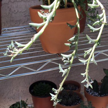 Senecio Peregrinus