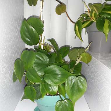 Philodendron scandens