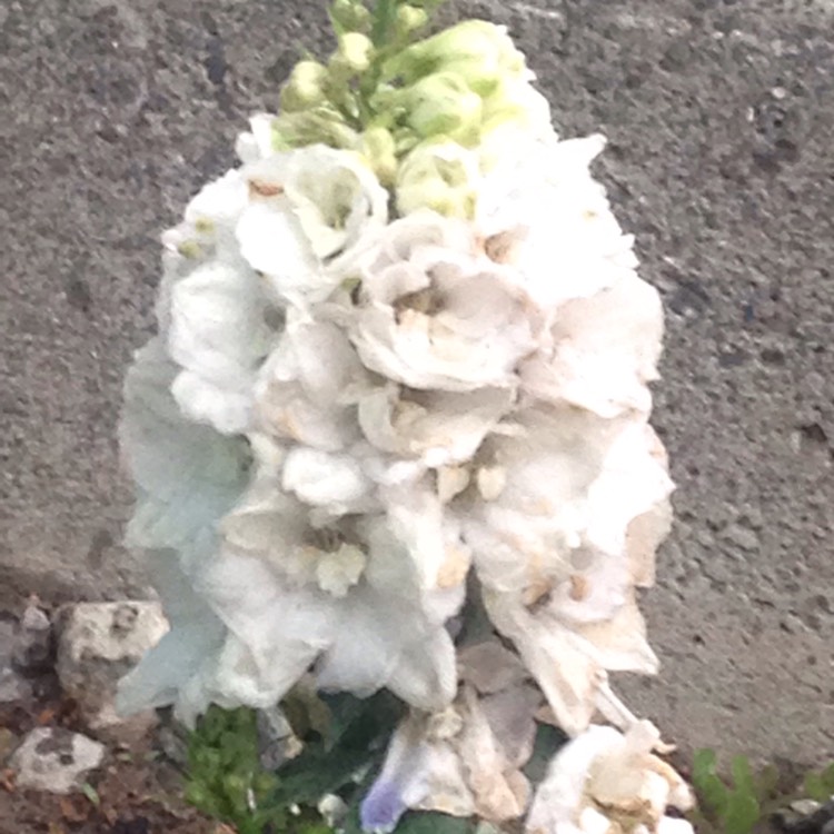 Plant image Delphinium elatum 'Moonbeam'