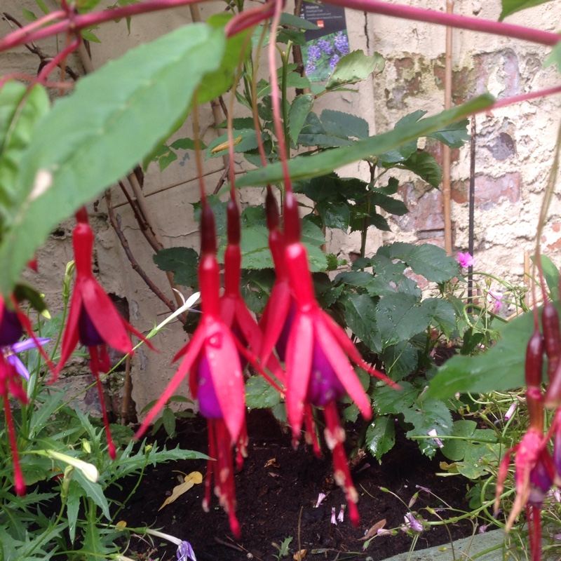 Fuchsia