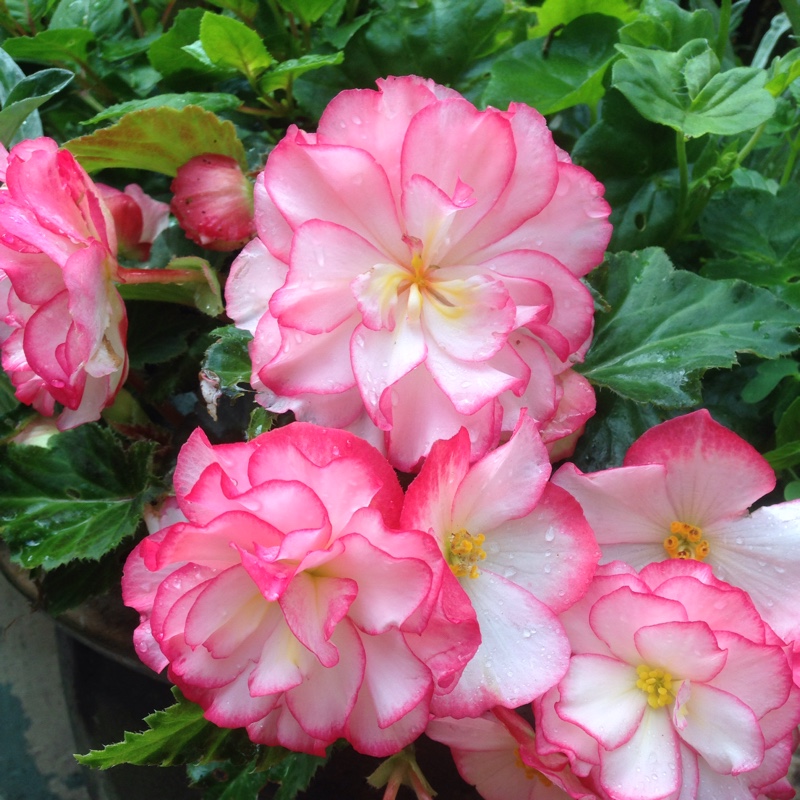 Tuberous Begonia 'Nonstop Mix'