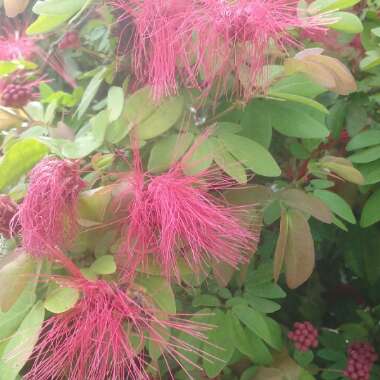 Calliandra