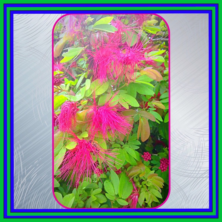 Plant image Calliandra