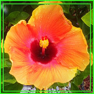 Hibiscus rosa-sinensis 'Hawaiian Sunset'