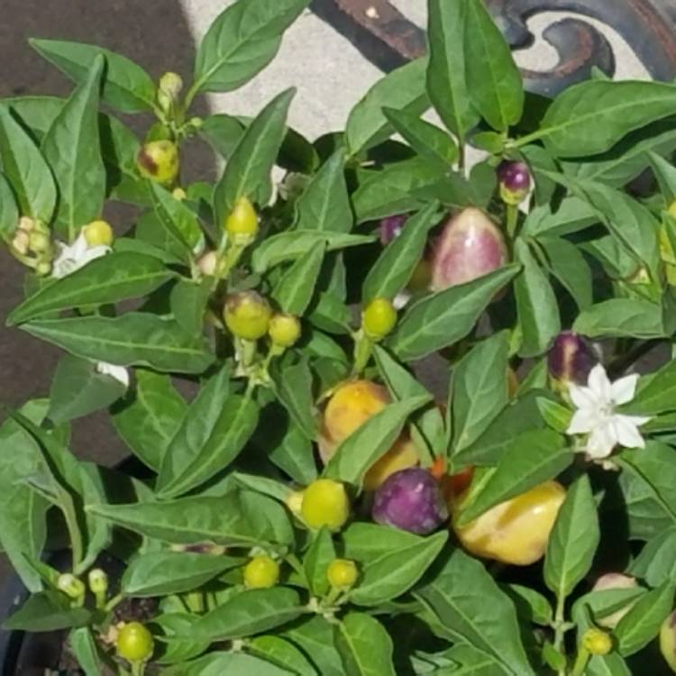 Plant image Capsicum Annuum 'Fairy Lights'