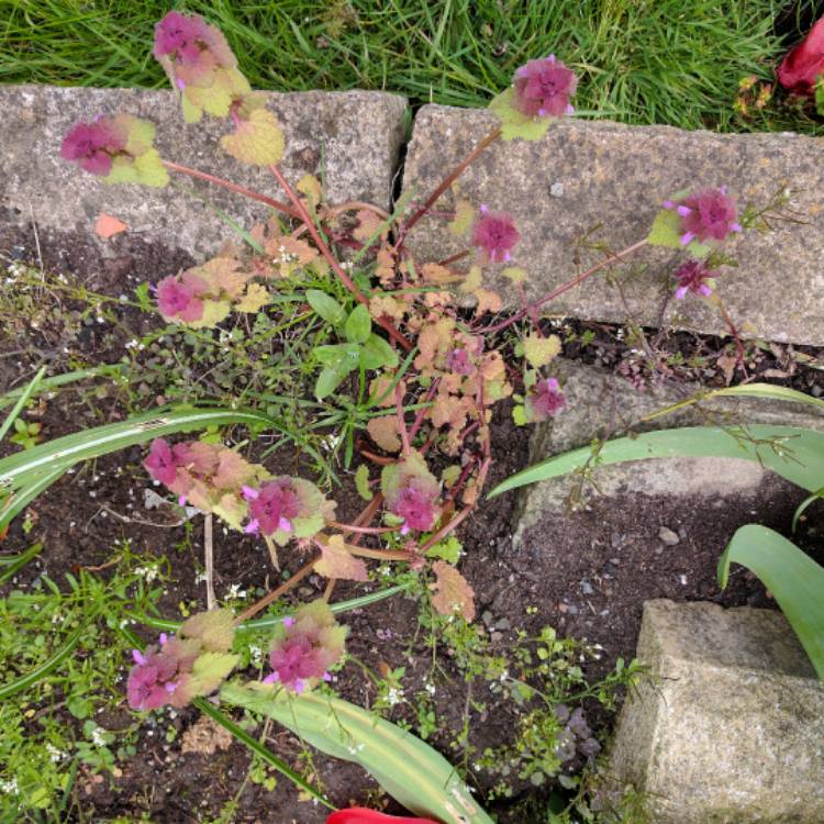 Plant image Lamium purpureum