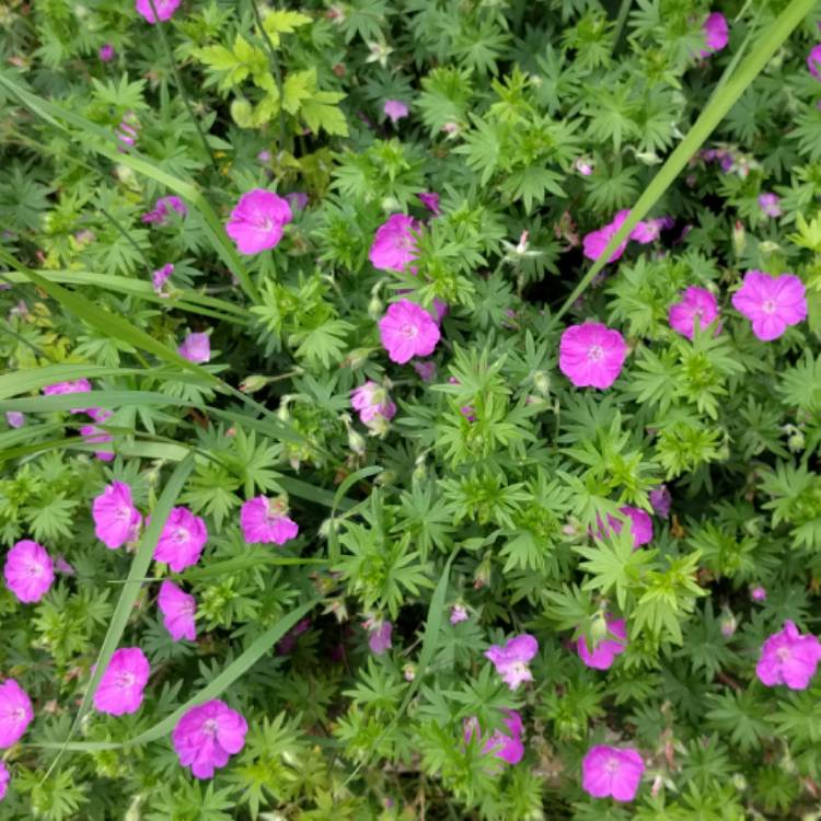 Plant image Geranium sanguineum