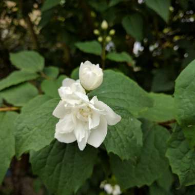 Philadelphus 'Virginal'