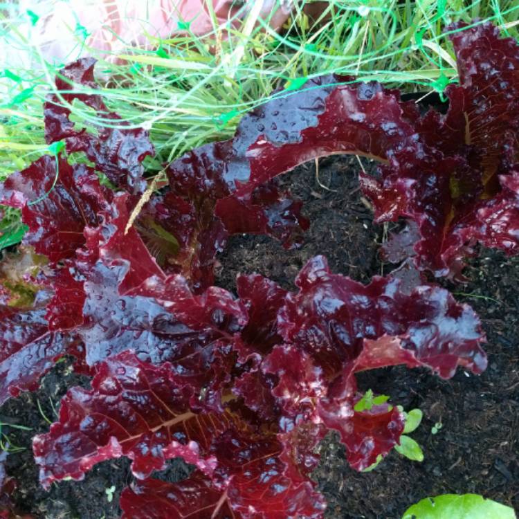 Plant image Lactuca sativa 'Bijou'