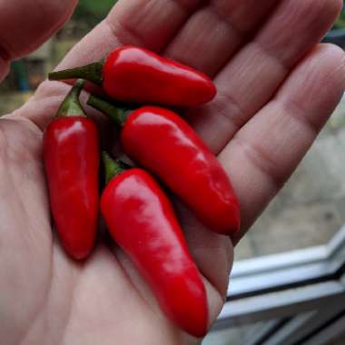 Chilli Pepper 'Chenzo'