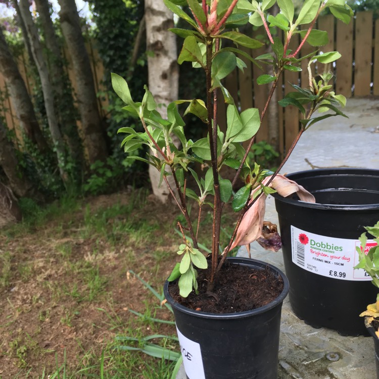 Plant image Rhododendron kaempferi 'Orange King'