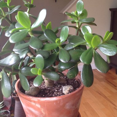 Jade Plant