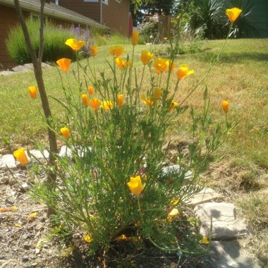 California Poppy