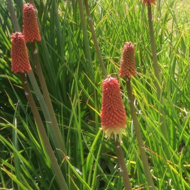 Red Hot Poker