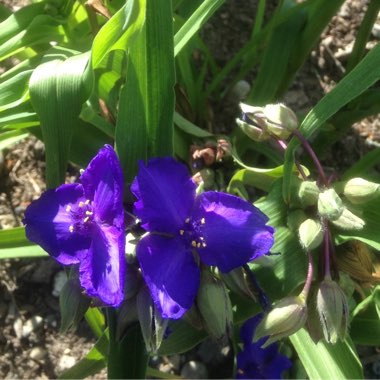 Spiderwort