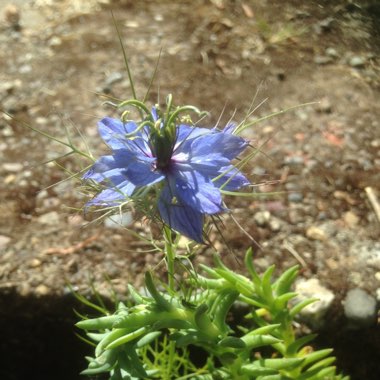 Love-in-a-mist