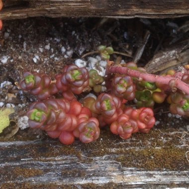 Sedum 'Divergens'