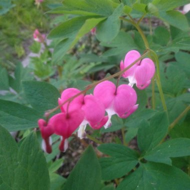 Bleeding Heart