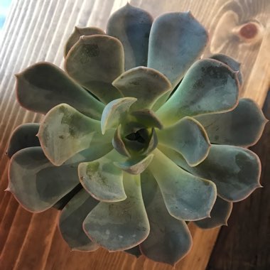 Echeveria 'Blue Surprise'