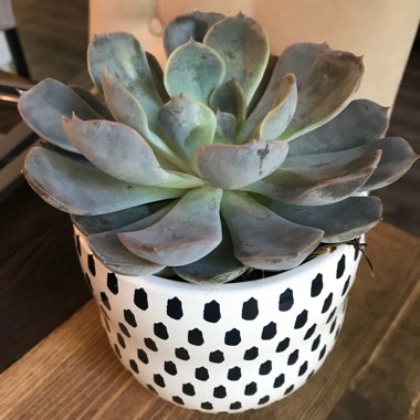 Echeveria 'Blue Surprise'