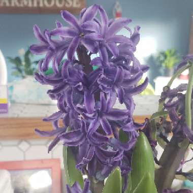 Hyacinthus orientalis 'Delft Blue'