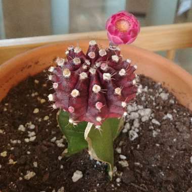 Moon Cactus (Graft)