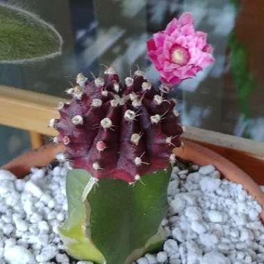 Moon Cactus (Graft)