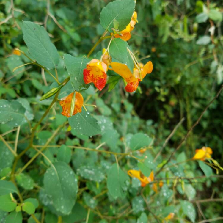 Plant image Impatiens capensis