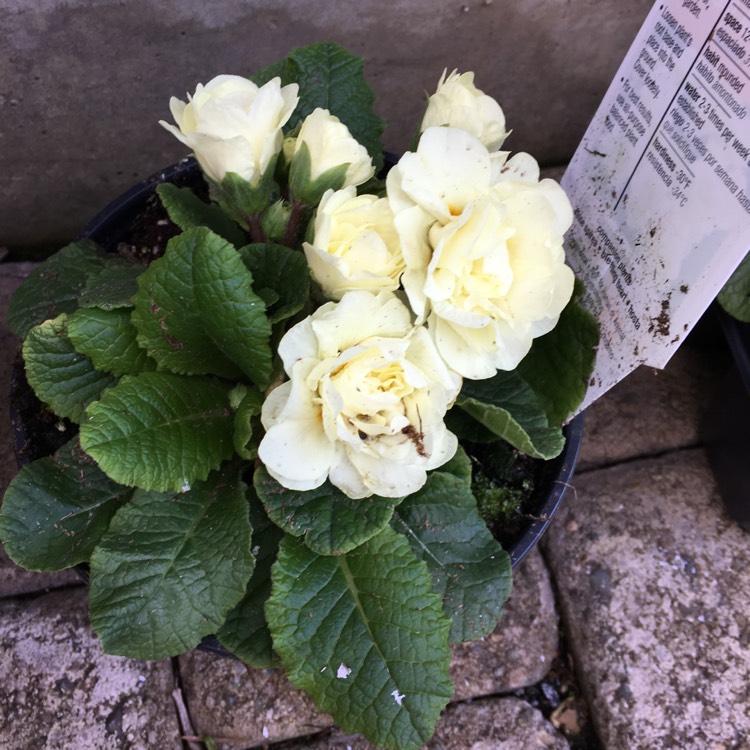 Plant image Primula belarina 'Cream'