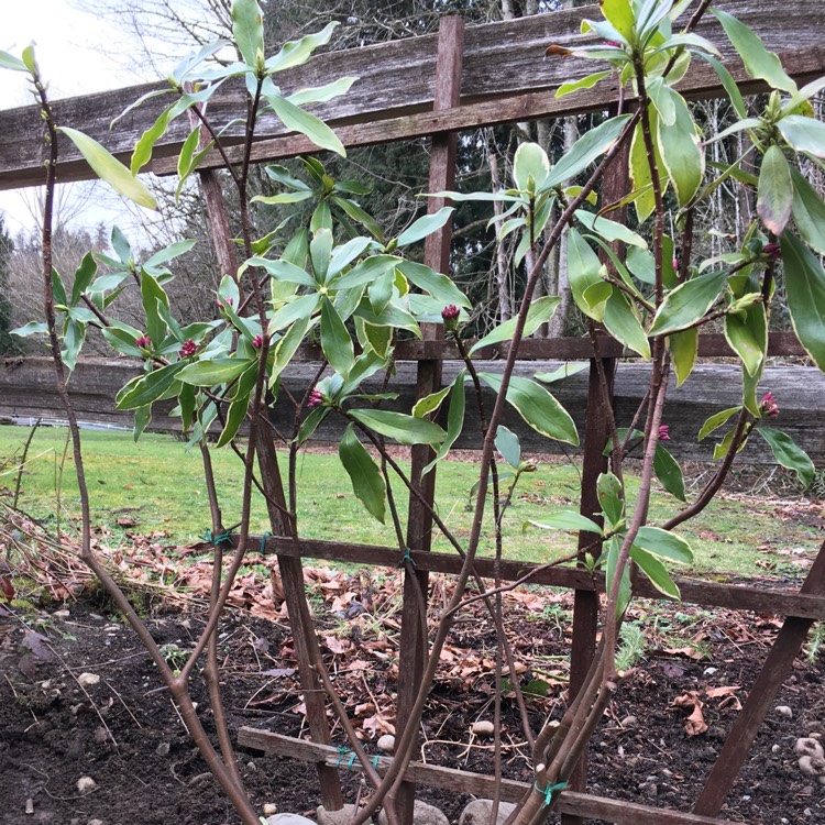 Plant image Daphne Odora 'Aureomarginata'