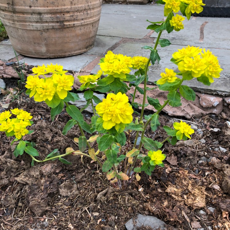 Plant image Euphorbia epithymoides 'Bonfire'