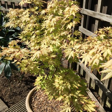 Dwarf Japanese Maple 'Koto Hime'