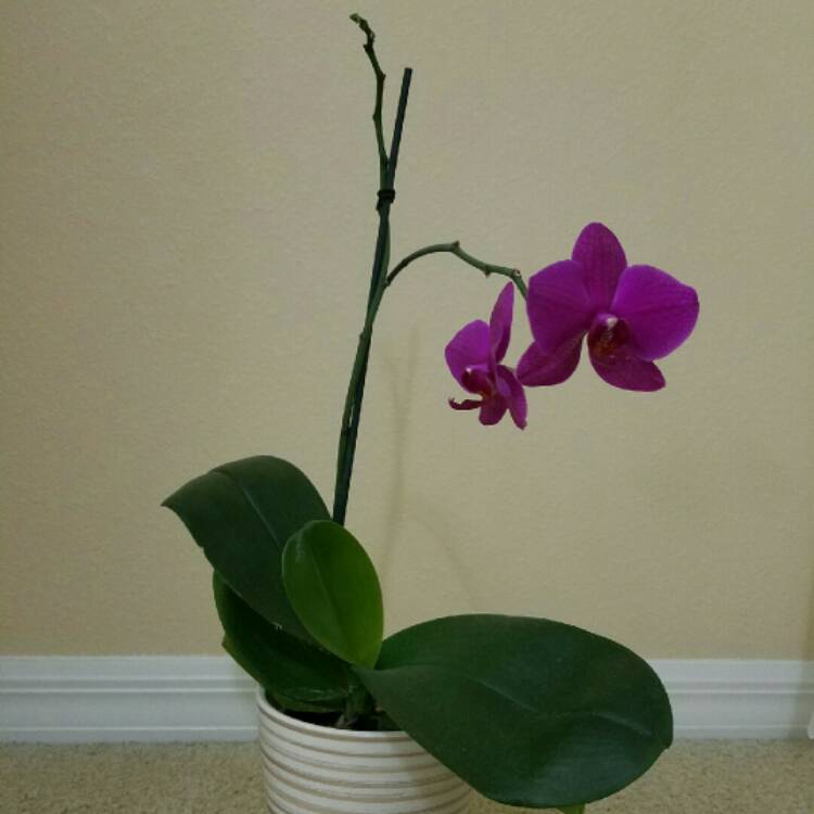 Plant image Phalaenopsis 'Black Bird'