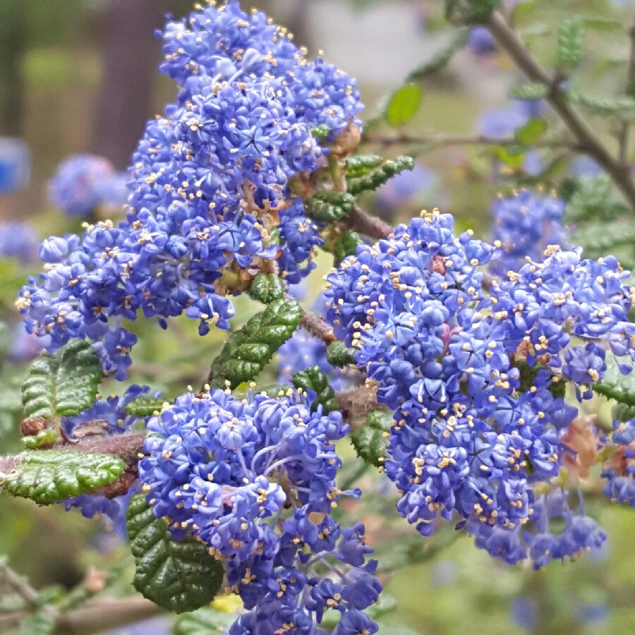 Plant image Ceanothus 'Dark Star'