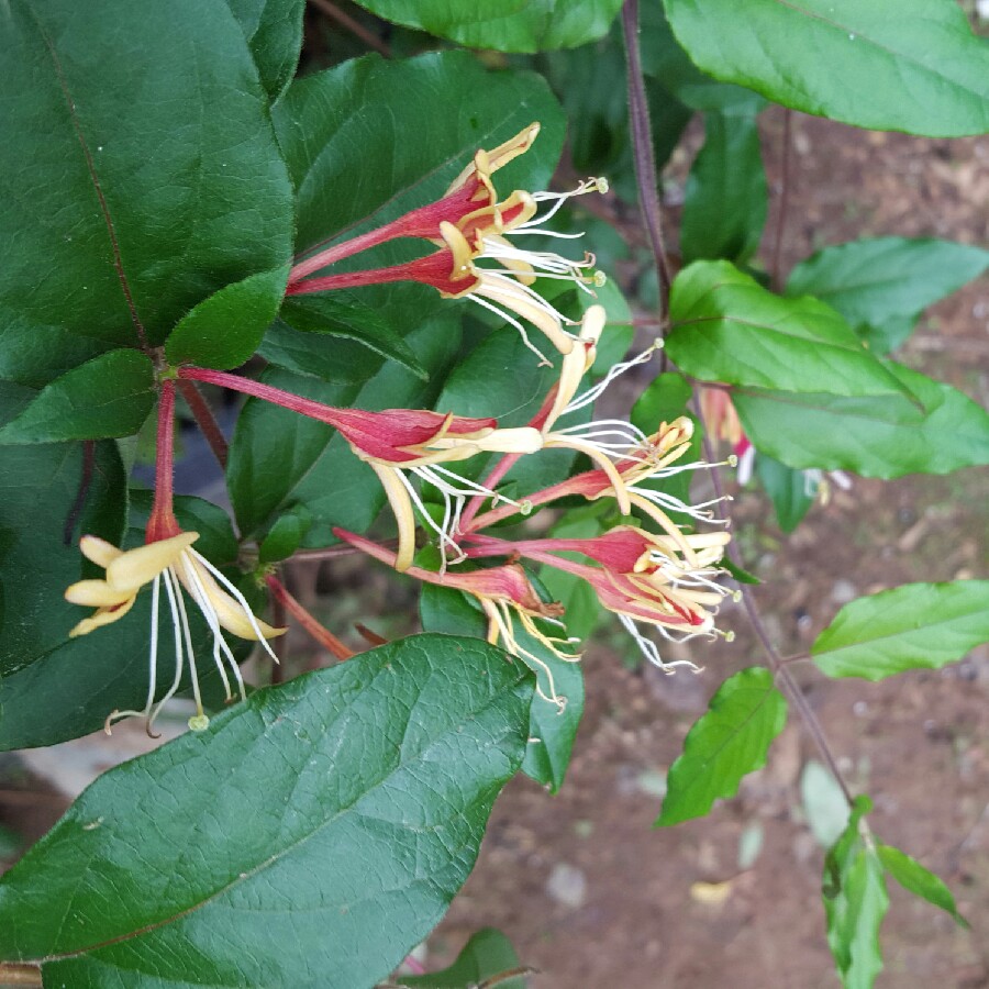 Honeysuckle