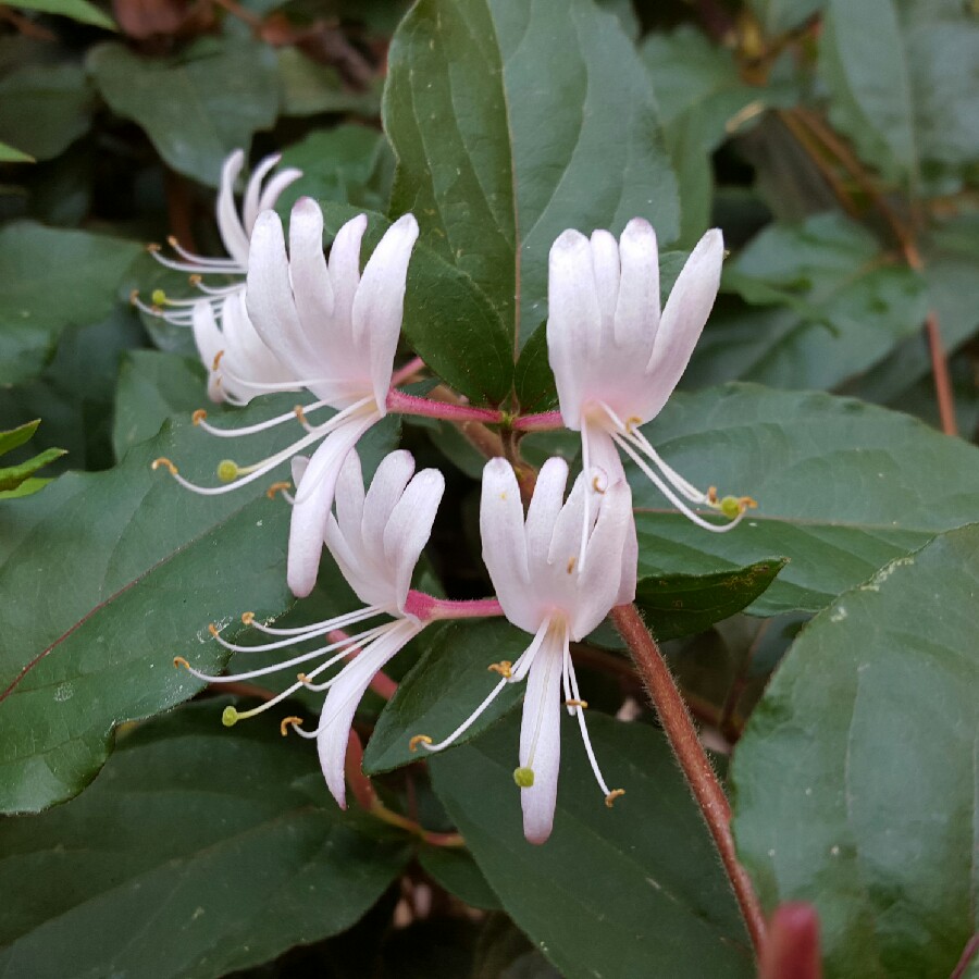 Honeysuckle