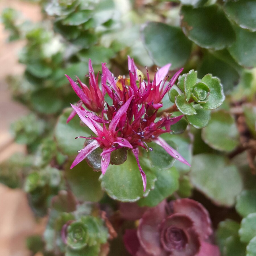 Sedum 'Dragon's Blood'