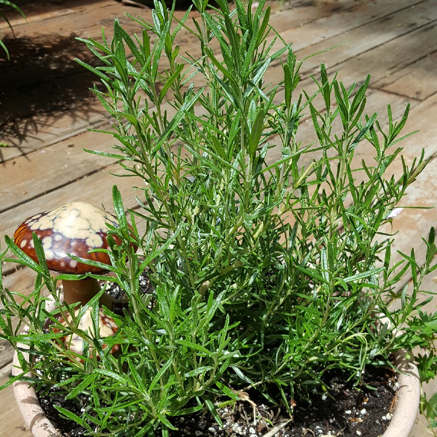 Rosemary