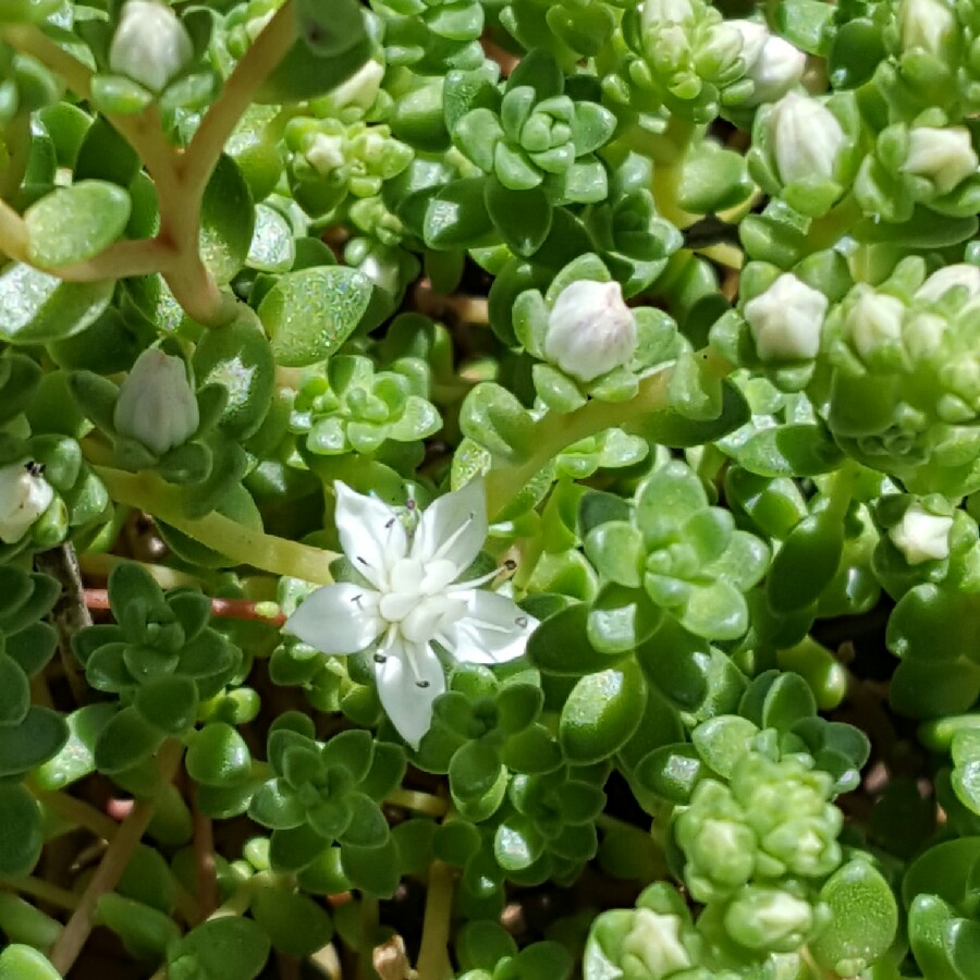 Carly's garden