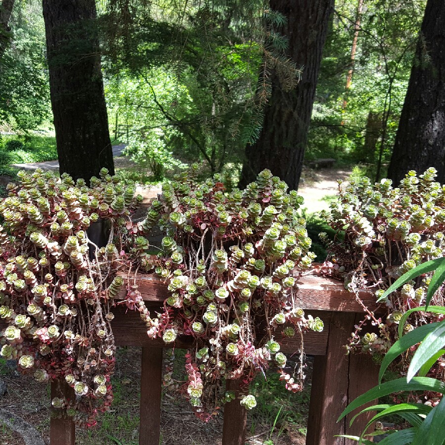 Sedum 'Dragon's Blood'