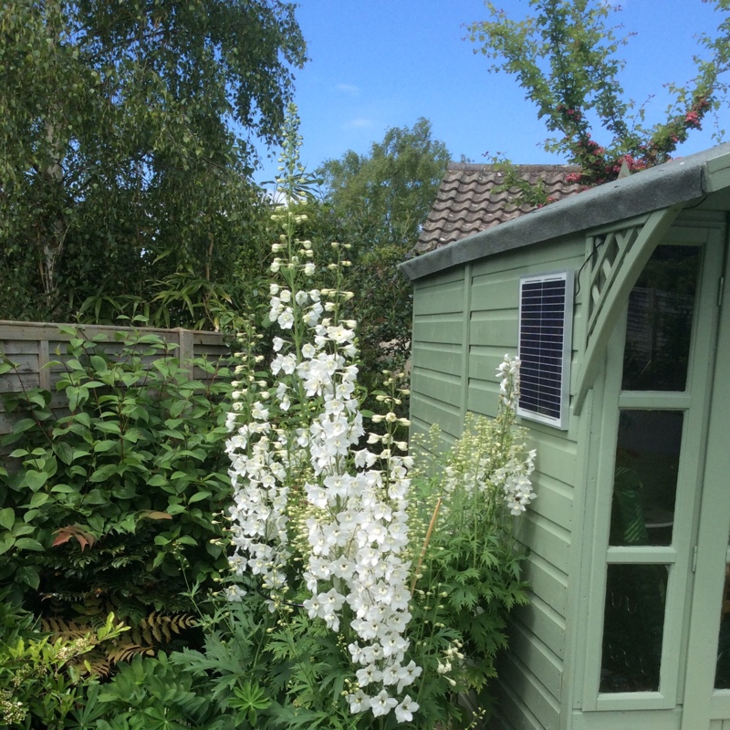 Delphinium 'Butterball'