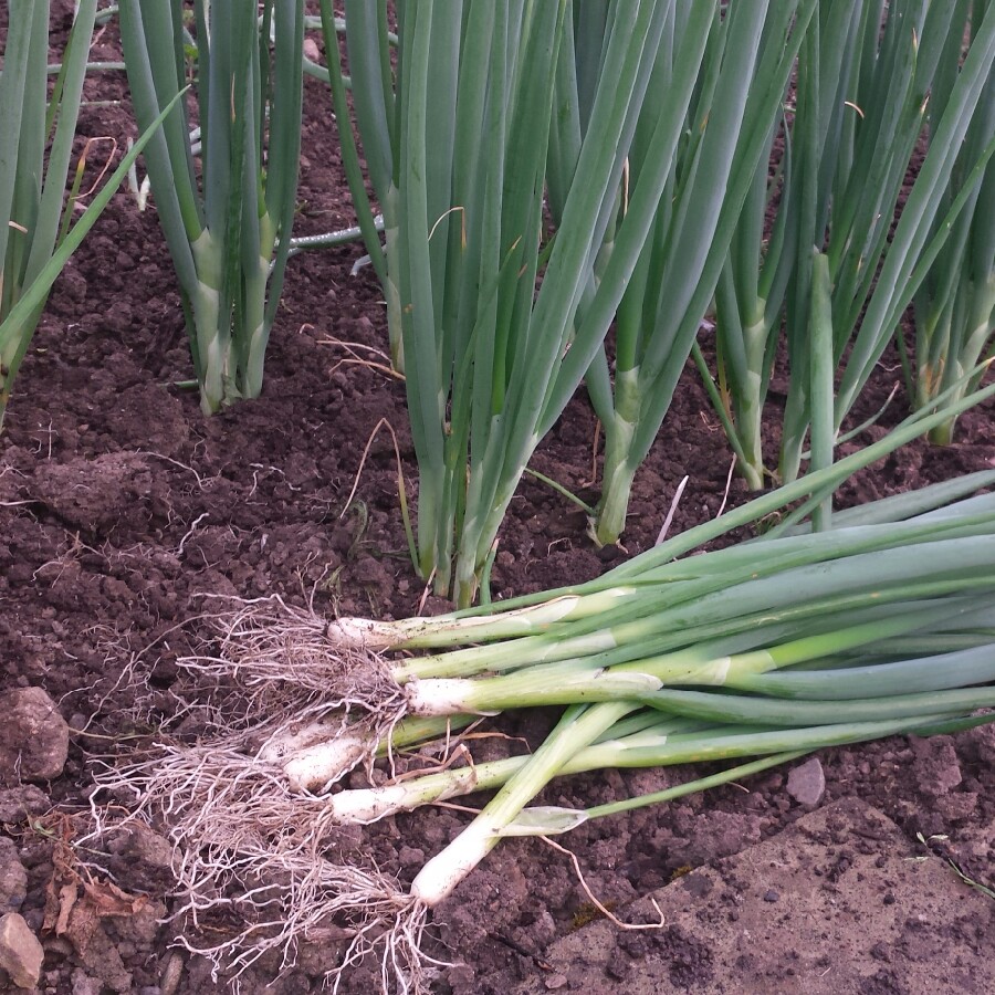 Spring Onion