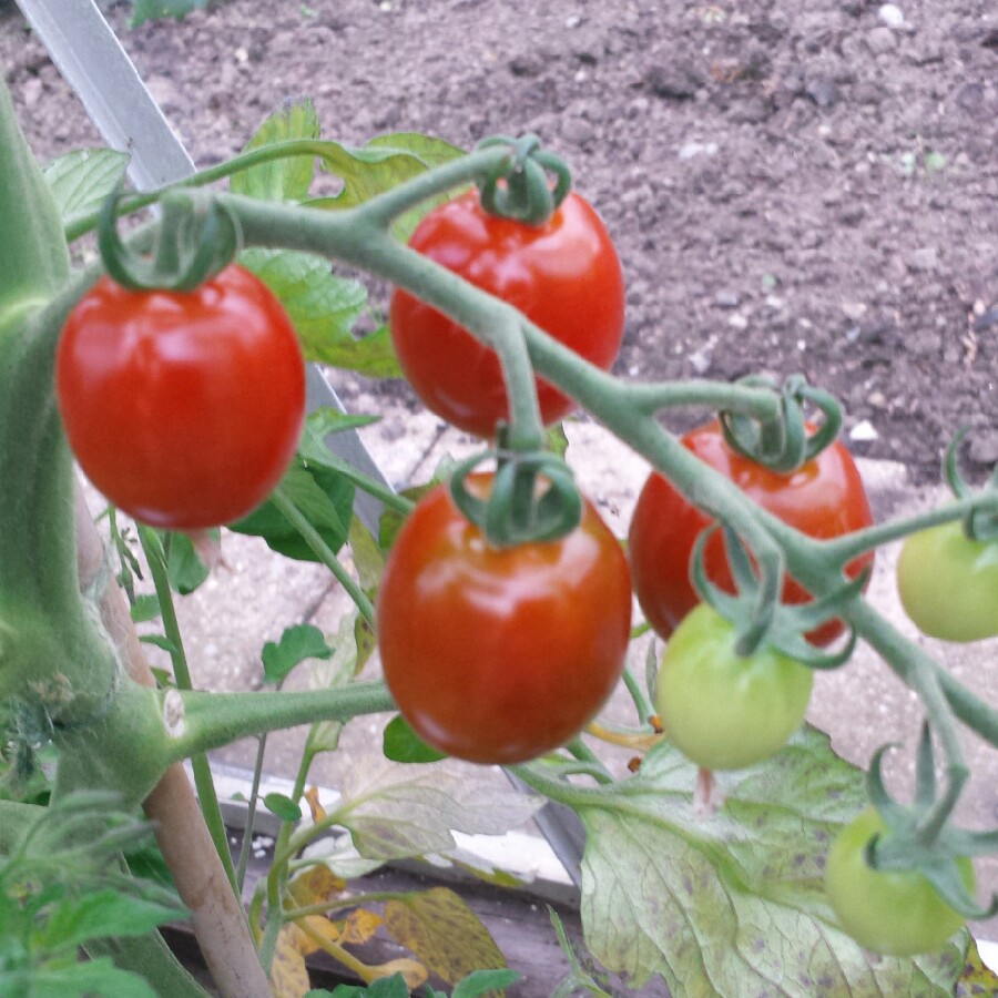 Tomato 'Red Cherry' (Cherry Tomato)